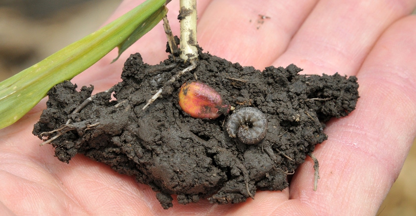 Black cutworm larva and corn kernel in soil in palm of hand