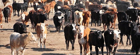 beef_byproducts_buoy_cattle_prices_1_635563952886768000.jpg
