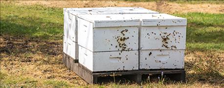 beekeepers_lost_44_honey_bee_colonies_last_year_1_635986582089259135.jpg