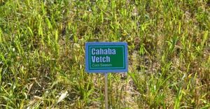 Cahaba vetch cover crop