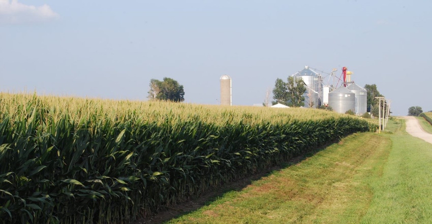 cornfield with silos in the background
