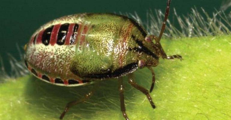 What’s ahead for insects in 2018?