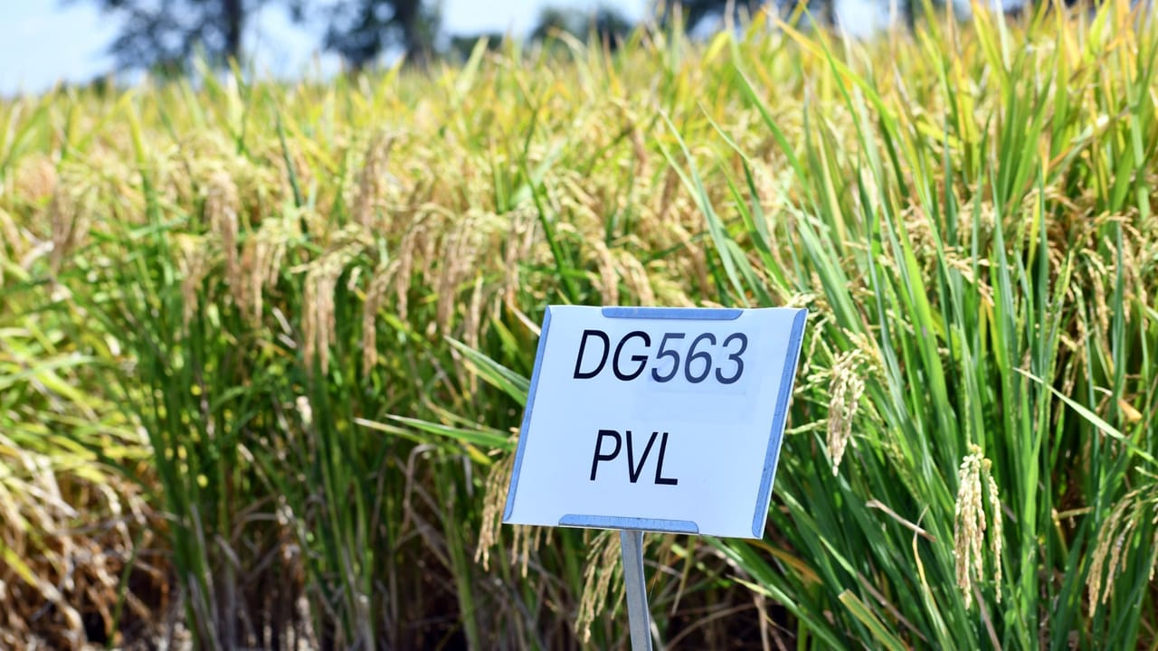 Nutrien introduces Provisia rice variety for 2025