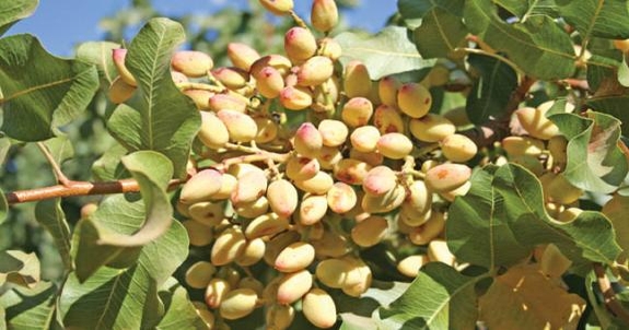 Weigh pistachio variety strengths, weaknesses for different growing ar