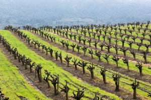 pruned-vineyard-GettyImages-520068482.jpg