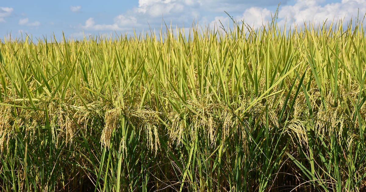 Rice Fest celebrates producers, industry