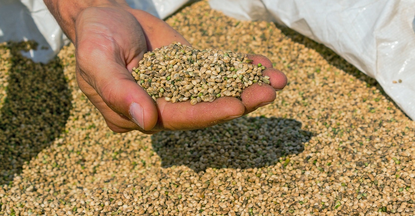 a hand scooping industrial hemp seed 