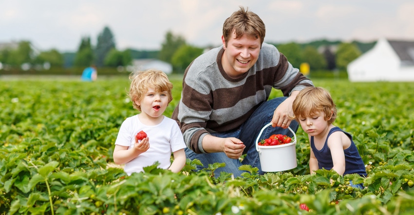 man with two boys picking strawberries