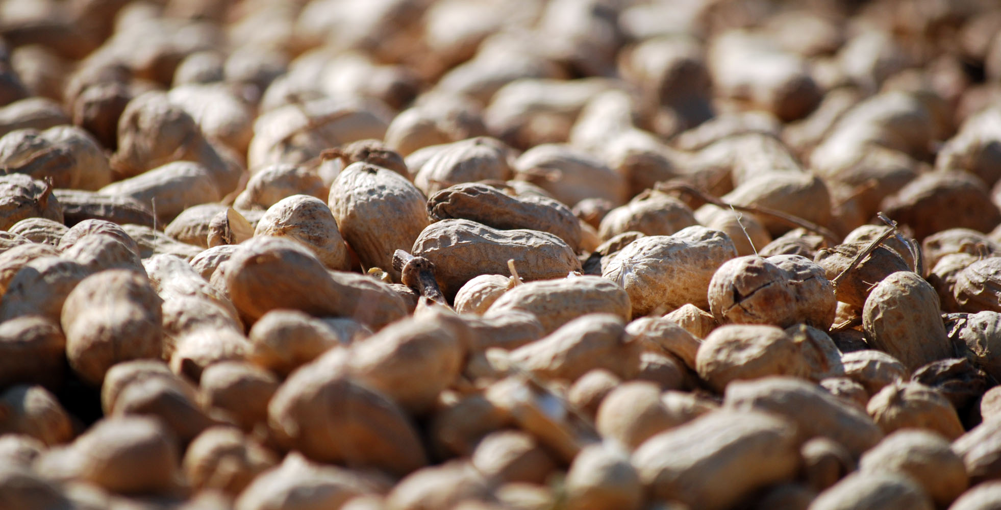 6th Peanut Crop Report as per April 12th - Argentine Peanuts