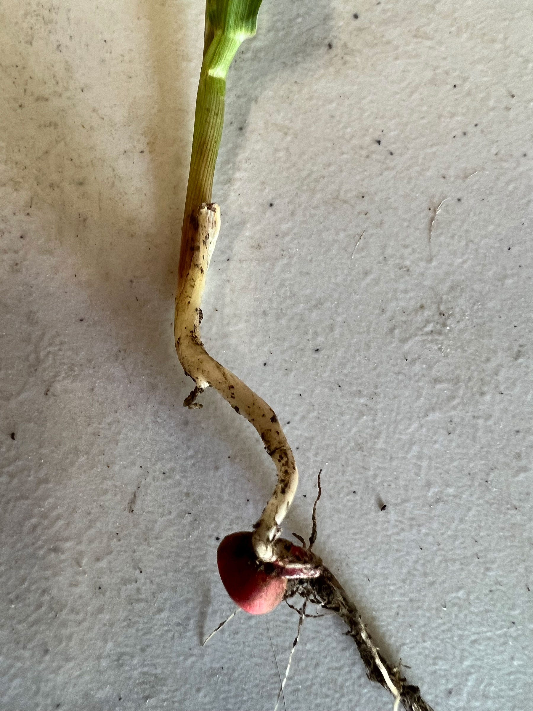 A corn seedling with a twisted mesocotyl