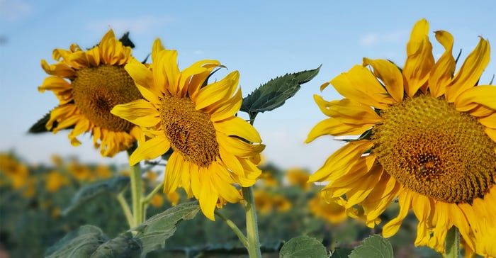 swfp-shelley-huguley-sunflowers-row-20.jpg