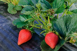 California strawberry field