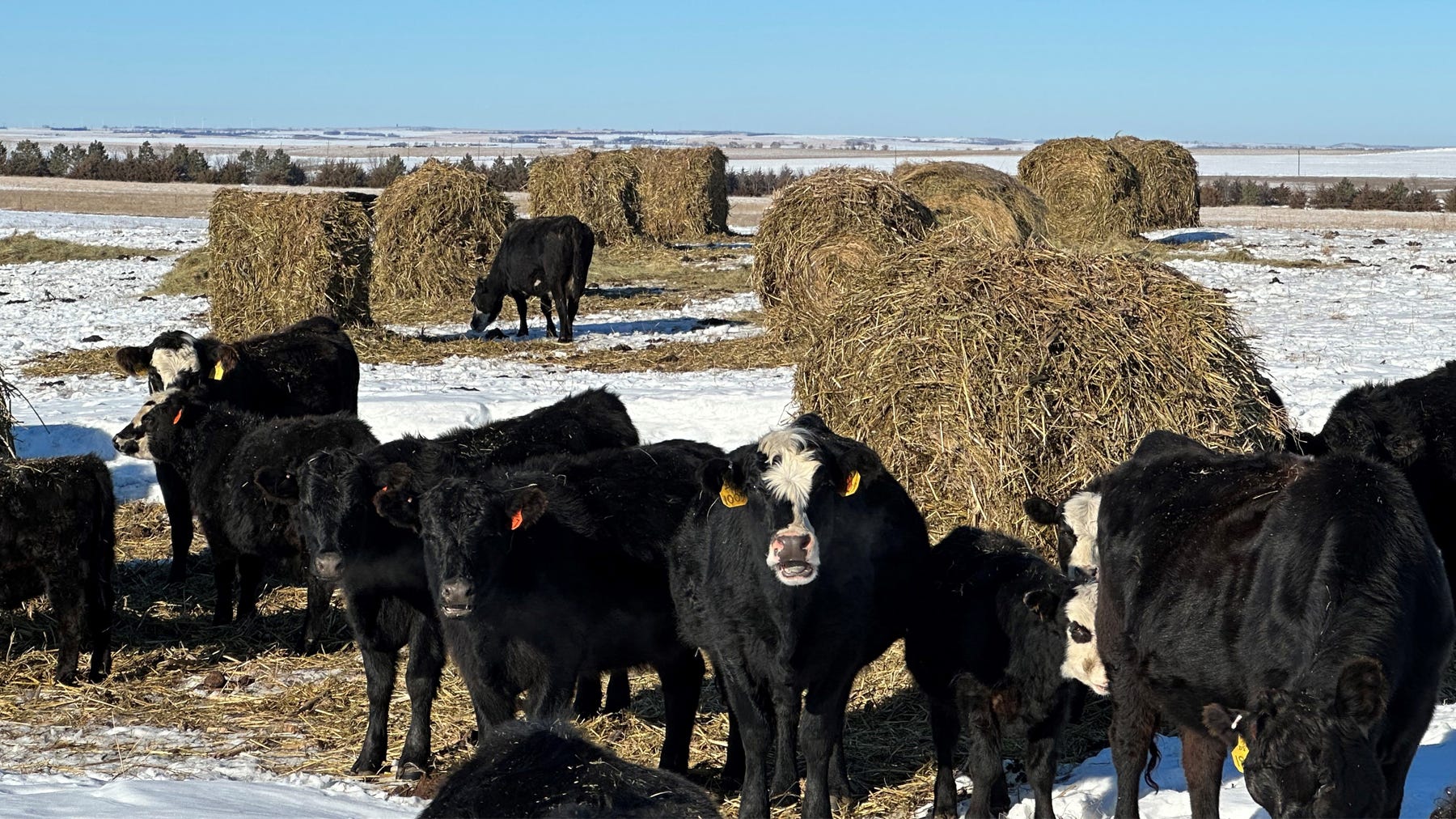 Cattle grazing amongst bales of hay