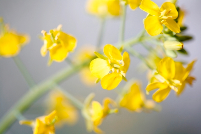 Cargill BASF to develop canola oil rich in omega 3 Farm Progress