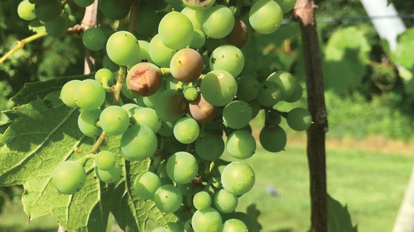 Grapes on the vine show signs of sunburn.