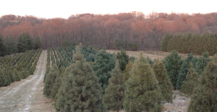 evergreens with forest in background