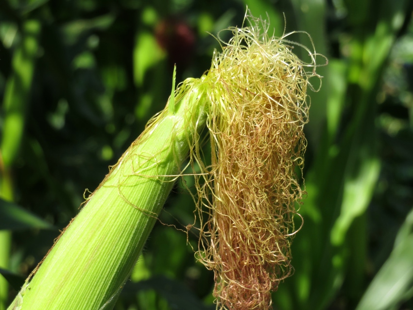 Ear of corn with silk