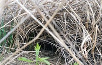 THE CLUMPING grasses protect the birds from predators, as well as offering areas for nesting. (Photo by Doreen Muzzi) Click to enlarge