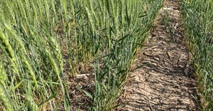 Drought stricken wheat