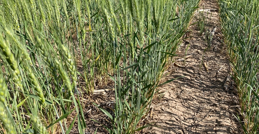 Drought stricken wheat Drought stricken wheat