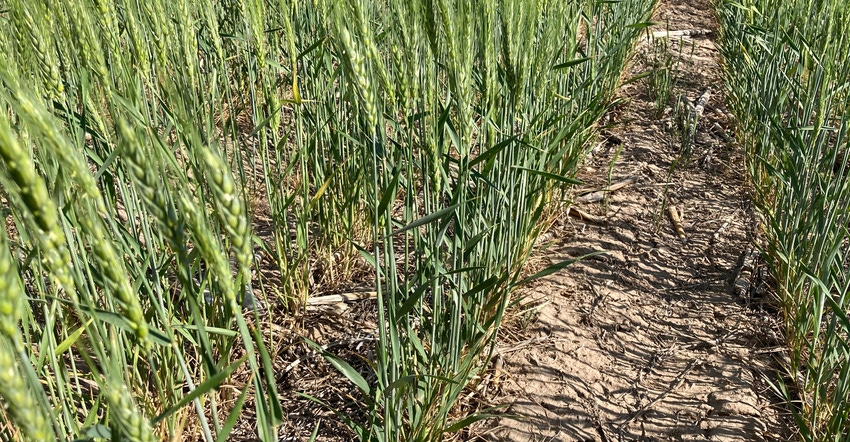 Drought stricken wheat