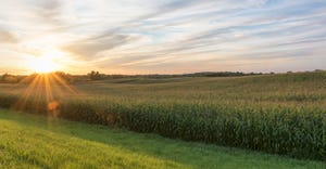 Corn field sun setting