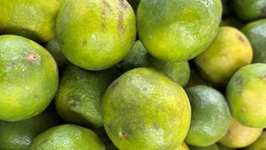 A close up of a pile of limes