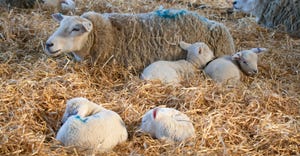 White faced new born lambs and ewes on straw bedding