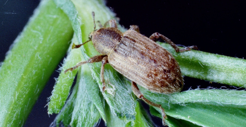 alfalfa weevil