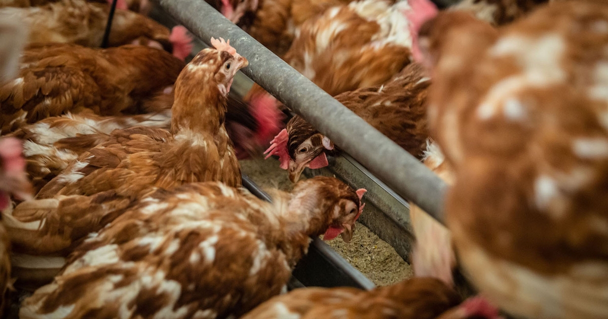 Chicken price fixing trial Third time's the charm