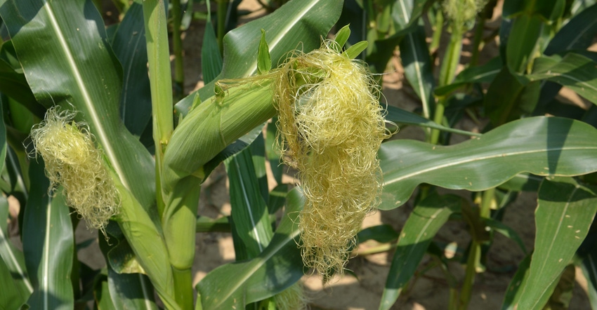 unpollinated ear of corn with long silks