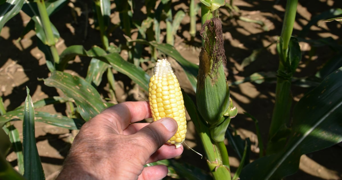 Did the late-emerged corn plants become weeds?