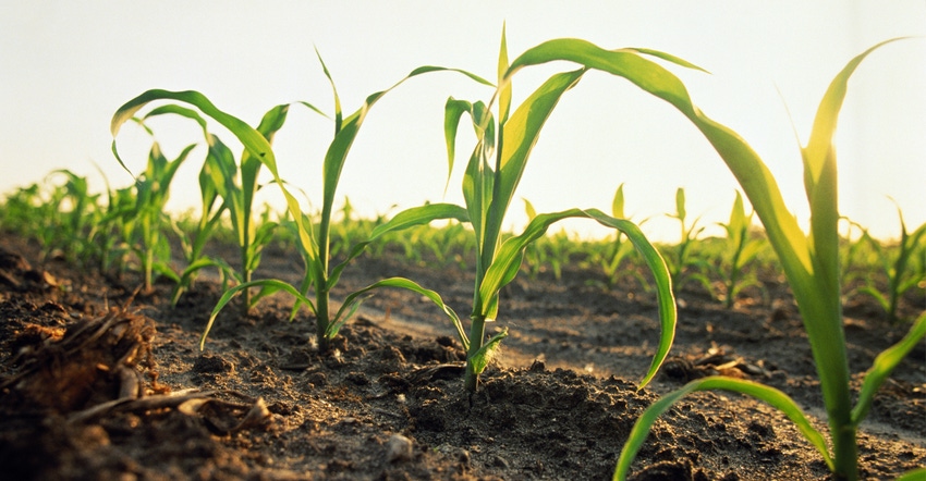 young corn plants in field young corn plants in field
