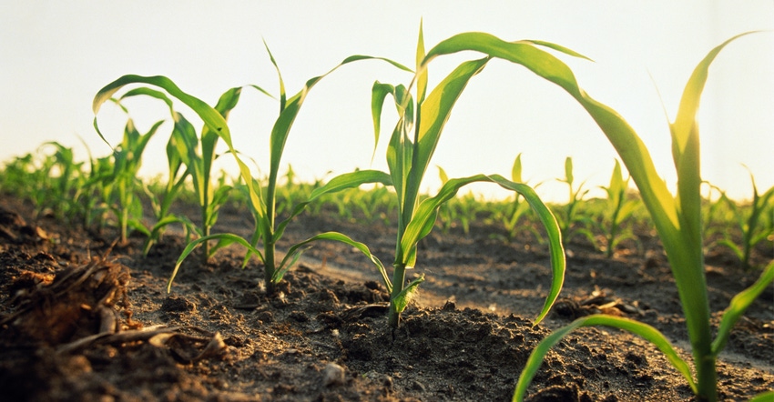 young corn plants in field