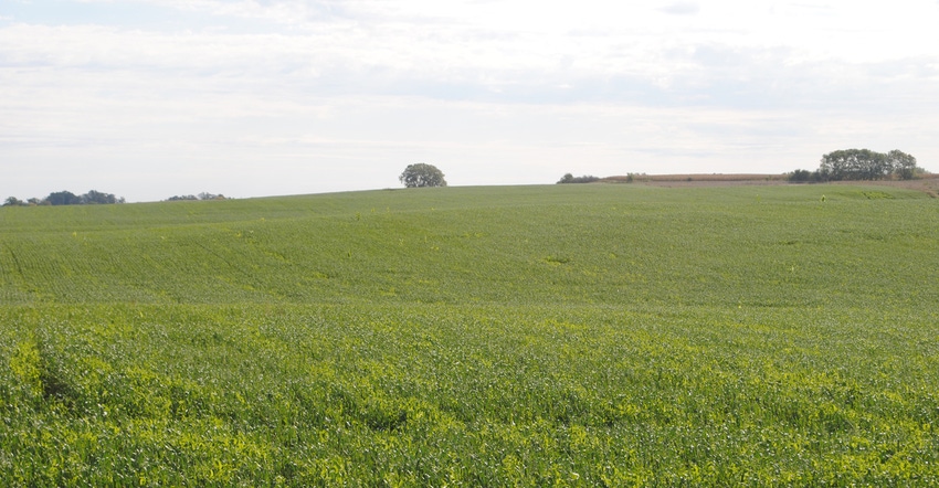 Weed suppressing cover crops