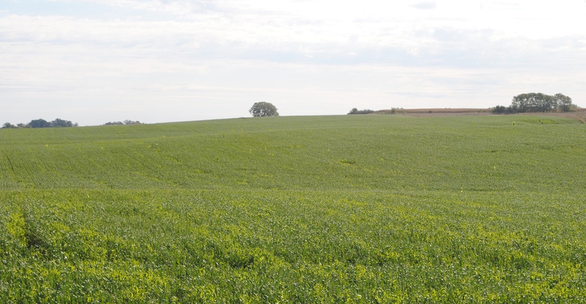 Field of cover crops Field of cover crops