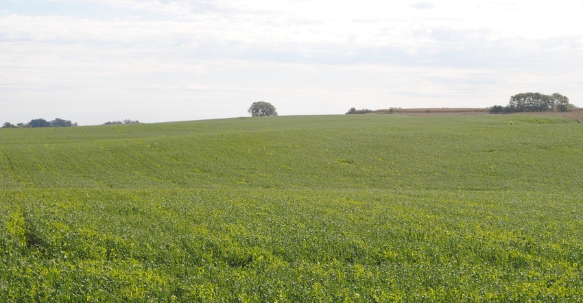 Field of cover crops