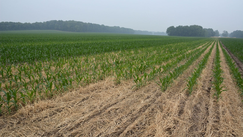 A cornfield with young plants