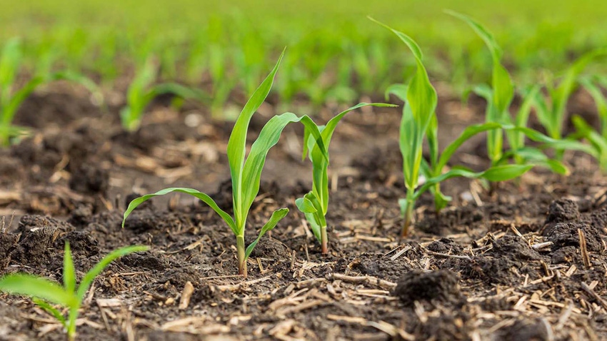 Young corn plants