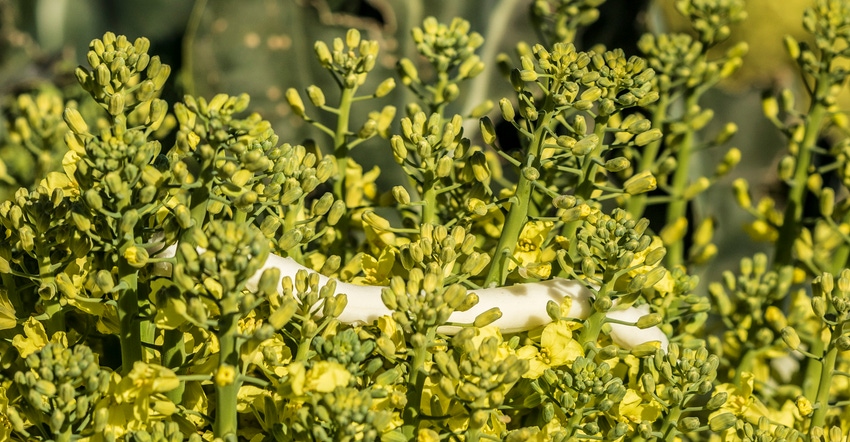wfp-todd-fitchette-desert-broccoli-71.jpg wfp-todd-fitchette-desert-broccoli-71.jpg