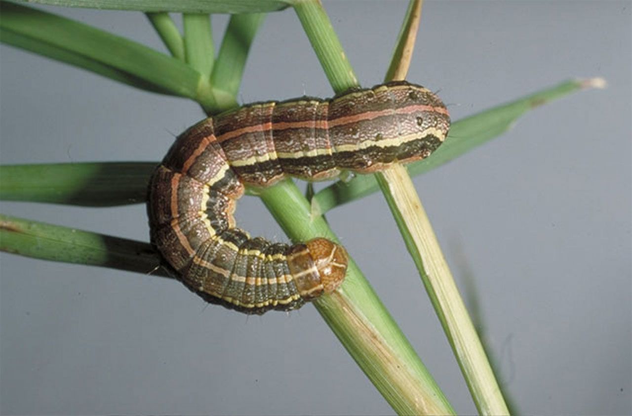 Fall Armyworm Rice Fall armyworm surge in rice triggers crisis declaration