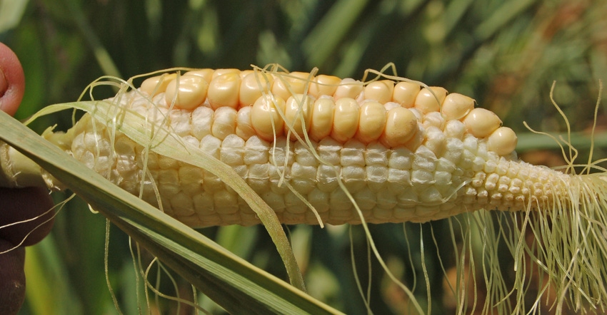 small ear of corn with silks and missing kernels