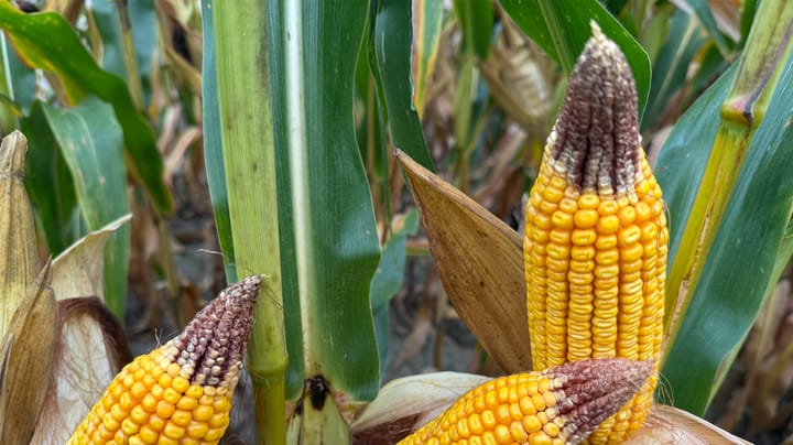 Did cloudy summer days hurt corn yields?