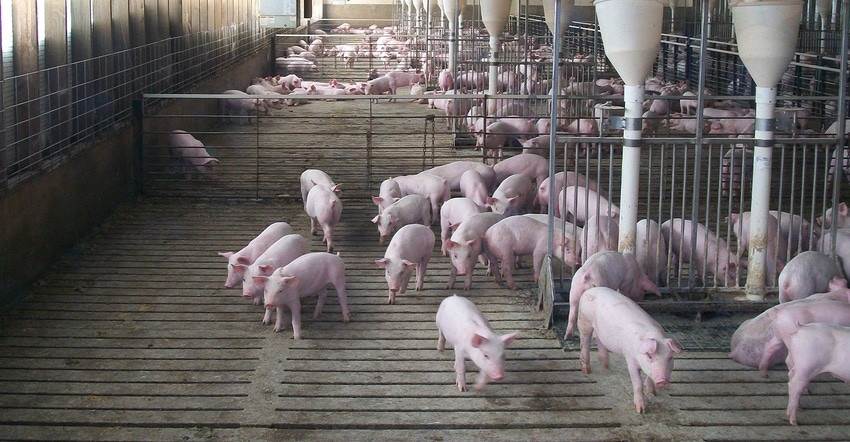 pigs penned indoors