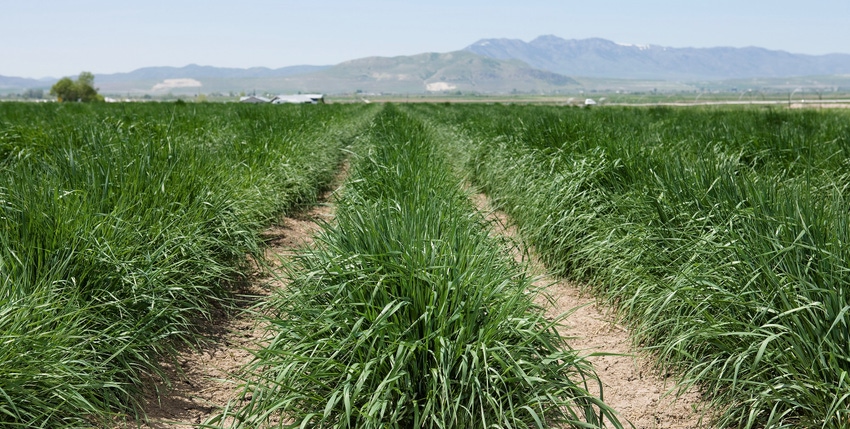 Drought-tolerant wheatgrass
