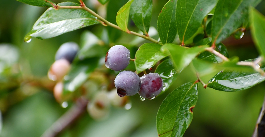 dfp-adismukes-blueberries.JPG