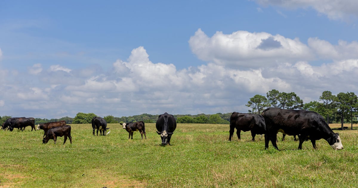 Soil pH critical for forage production in Southeastern states