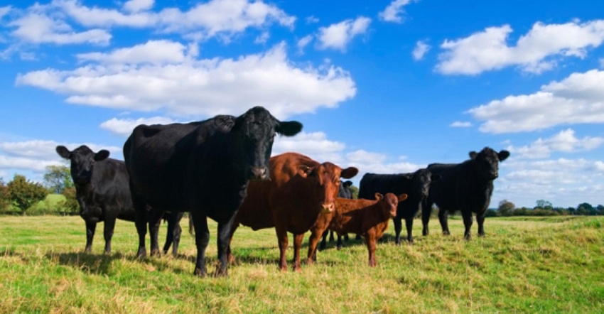 Cattle standing in a field.