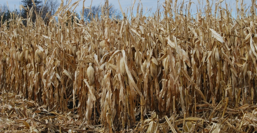 unharvested cornfield