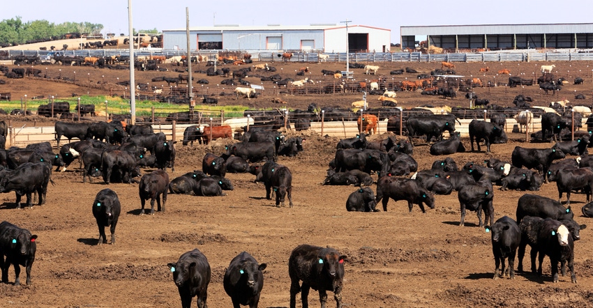 Cattle herd in dry Kansas feedlot